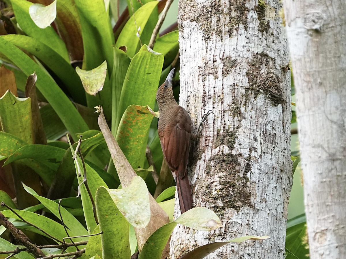 Northern Barred-Woodcreeper - ML639081651