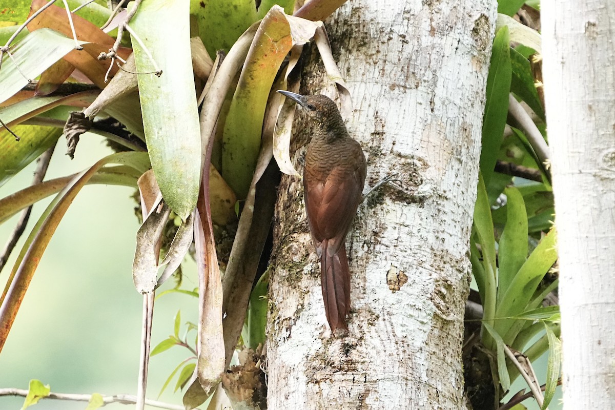 Northern Barred-Woodcreeper - ML639081652