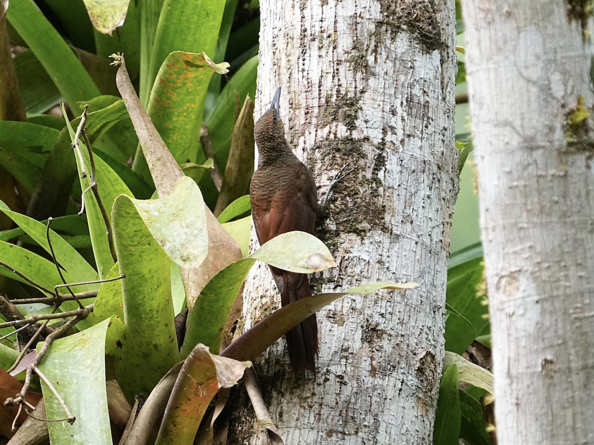 Northern Barred-Woodcreeper - ML639081653