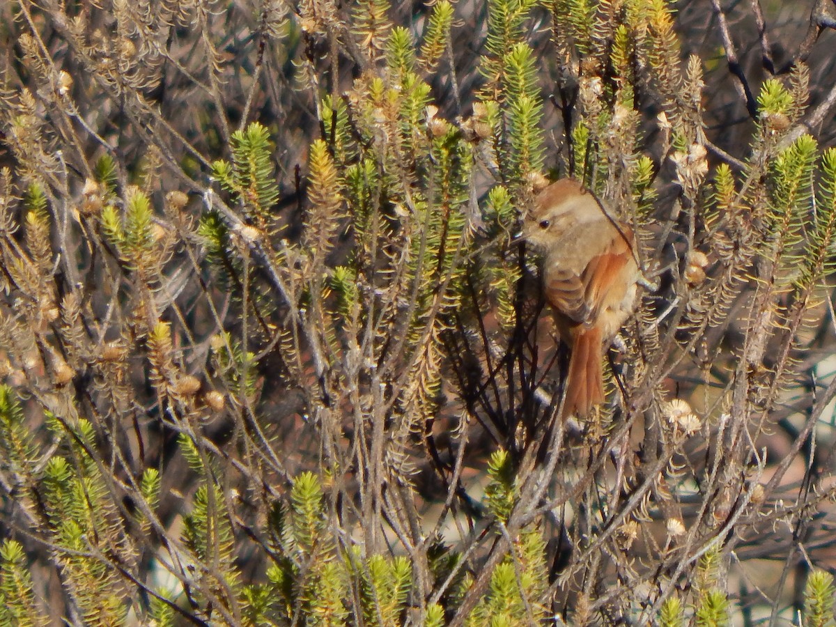 Brown-capped Tit-Spinetail - ML639081658