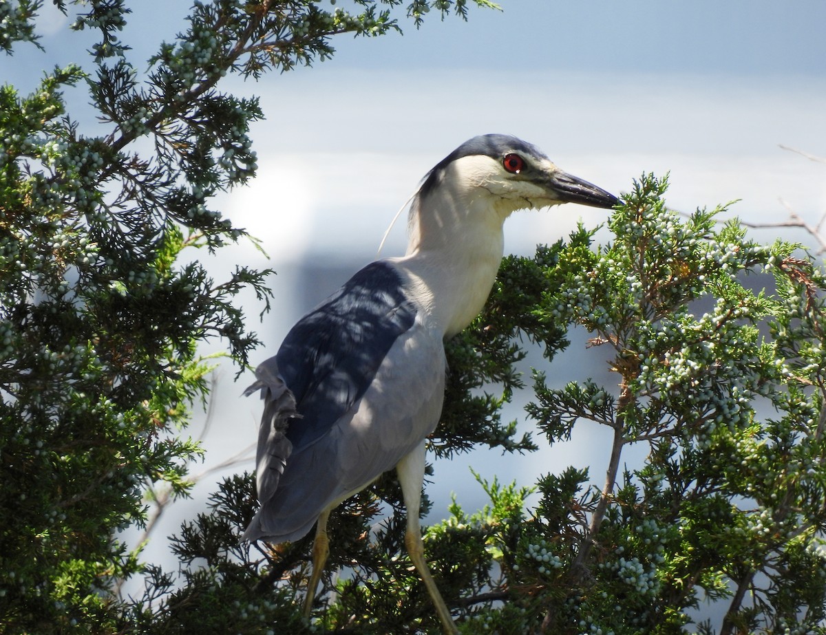 Black-crowned Night Heron - ML639081661