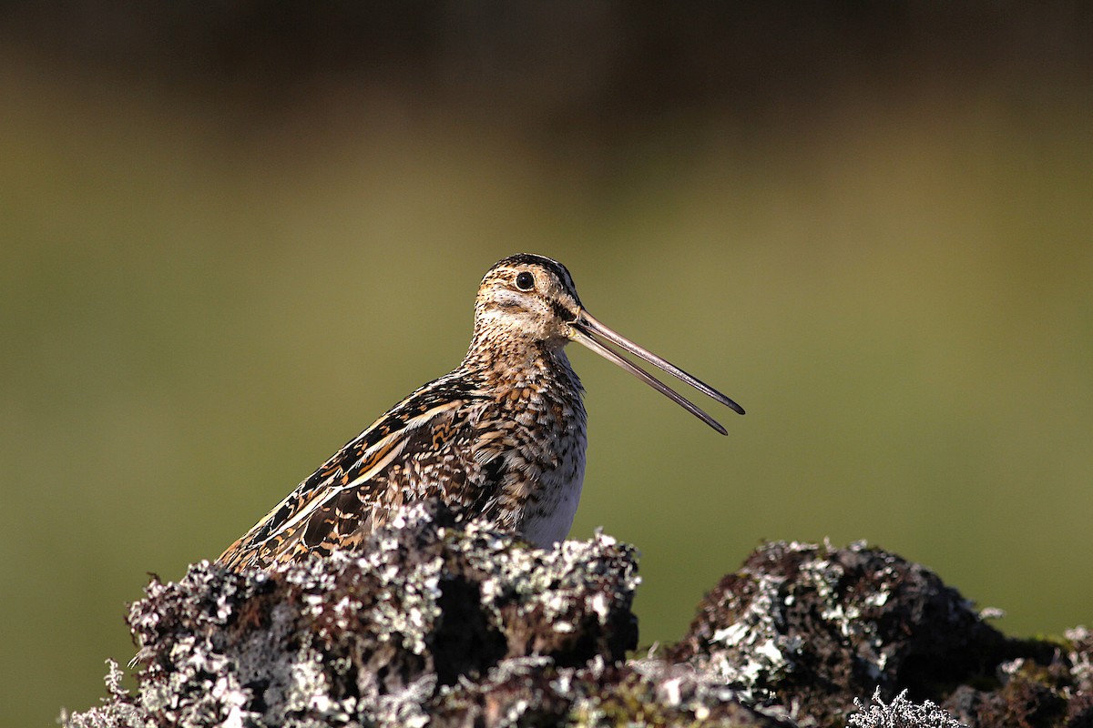 Common Snipe - ML639081663