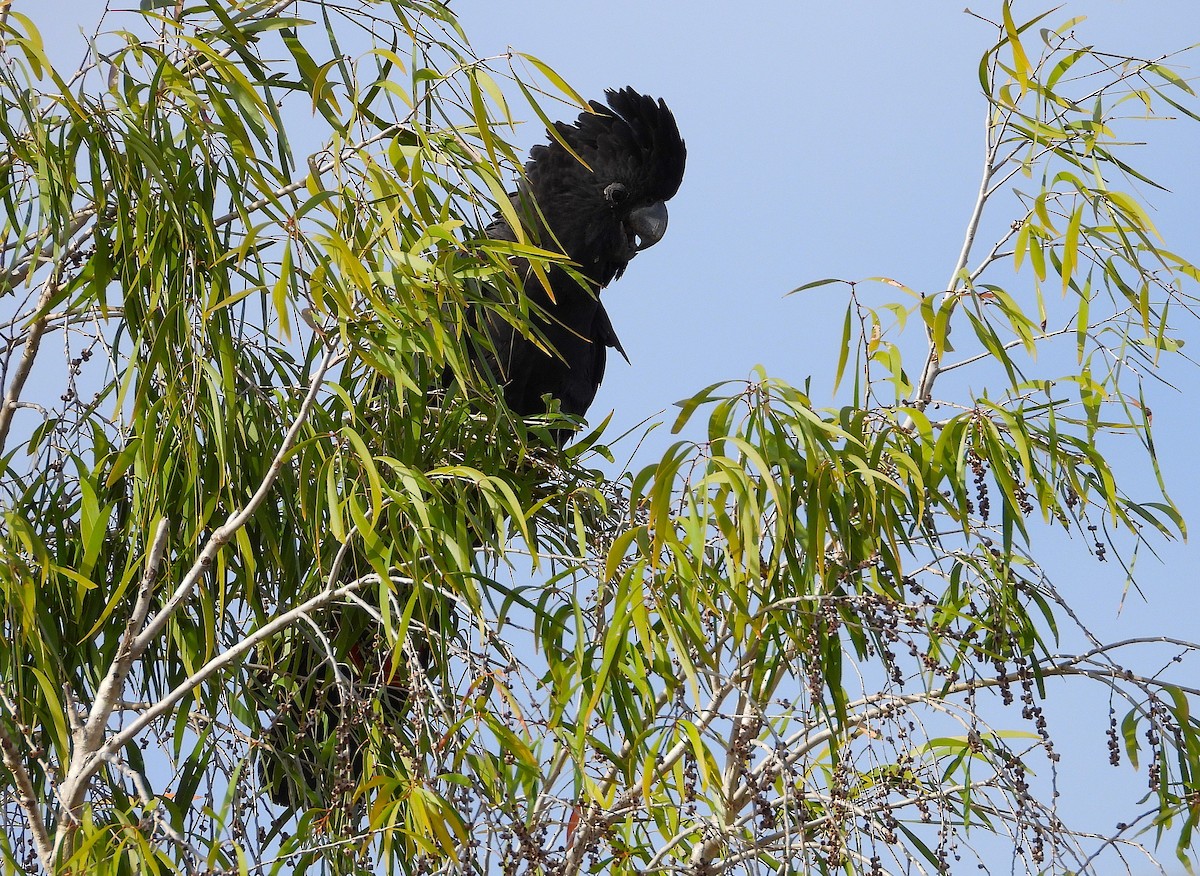 Red-tailed Black-Cockatoo - ML639081696