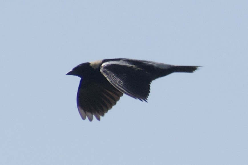 Bobolink - ML639081698