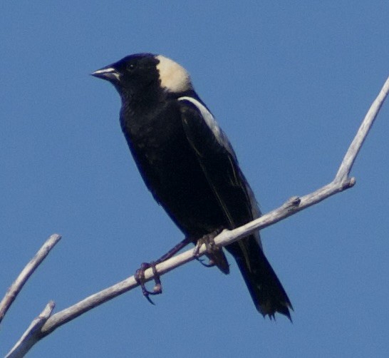 Bobolink - ML639081700