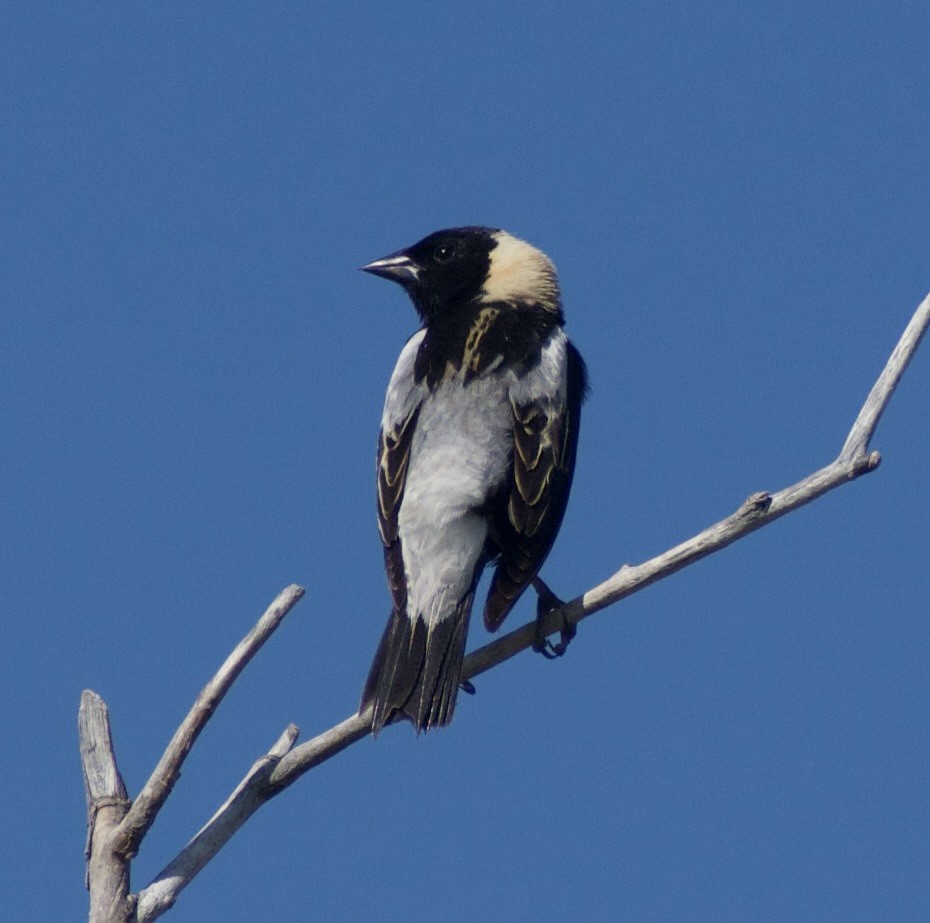 Bobolink - ML639081702