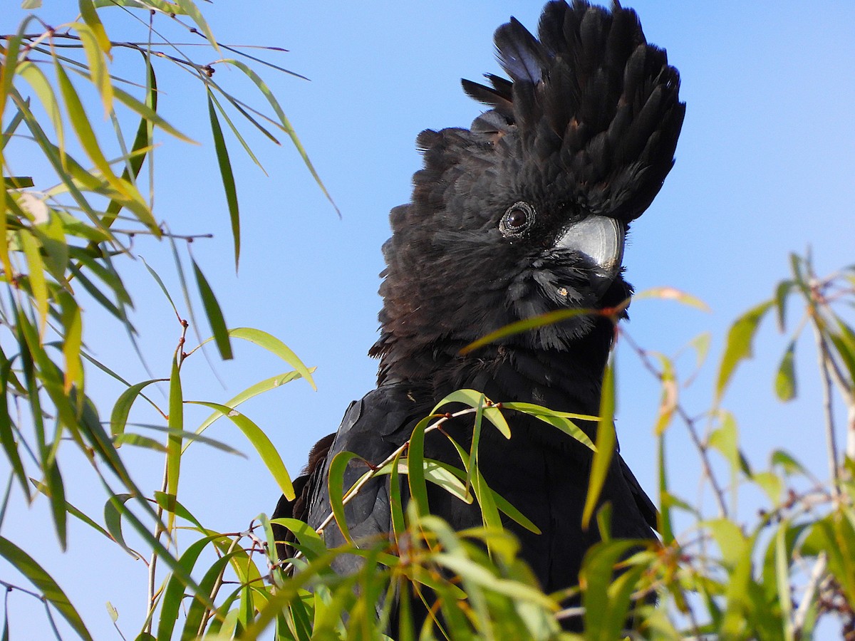 Red-tailed Black-Cockatoo - ML639081704