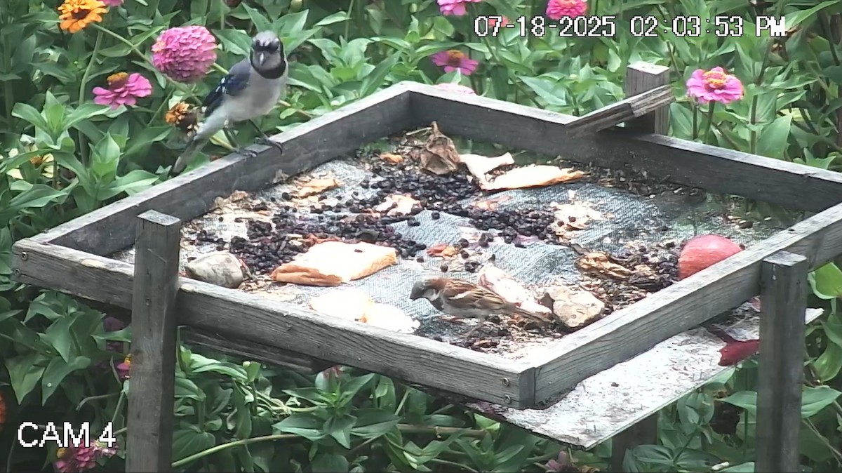 House Sparrow - ML639081705