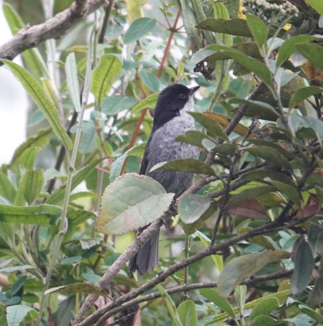 Black-backed Bush Tanager - ML639081710