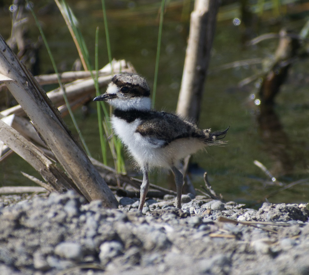 Killdeer - ML639081711