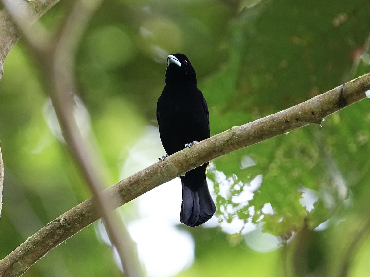 Flame-rumped Tanager (Lemon-rumped) - ML639081712