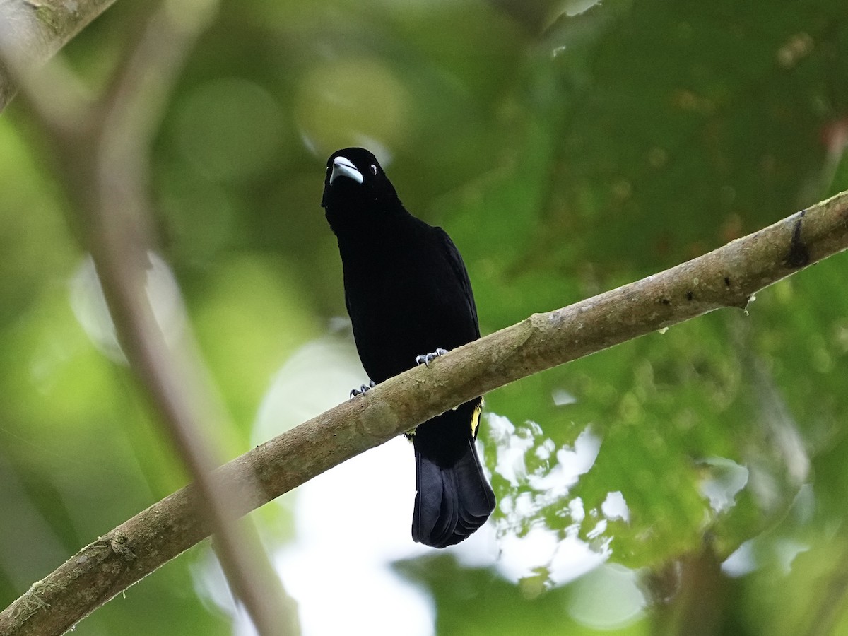 Flame-rumped Tanager (Lemon-rumped) - ML639081713