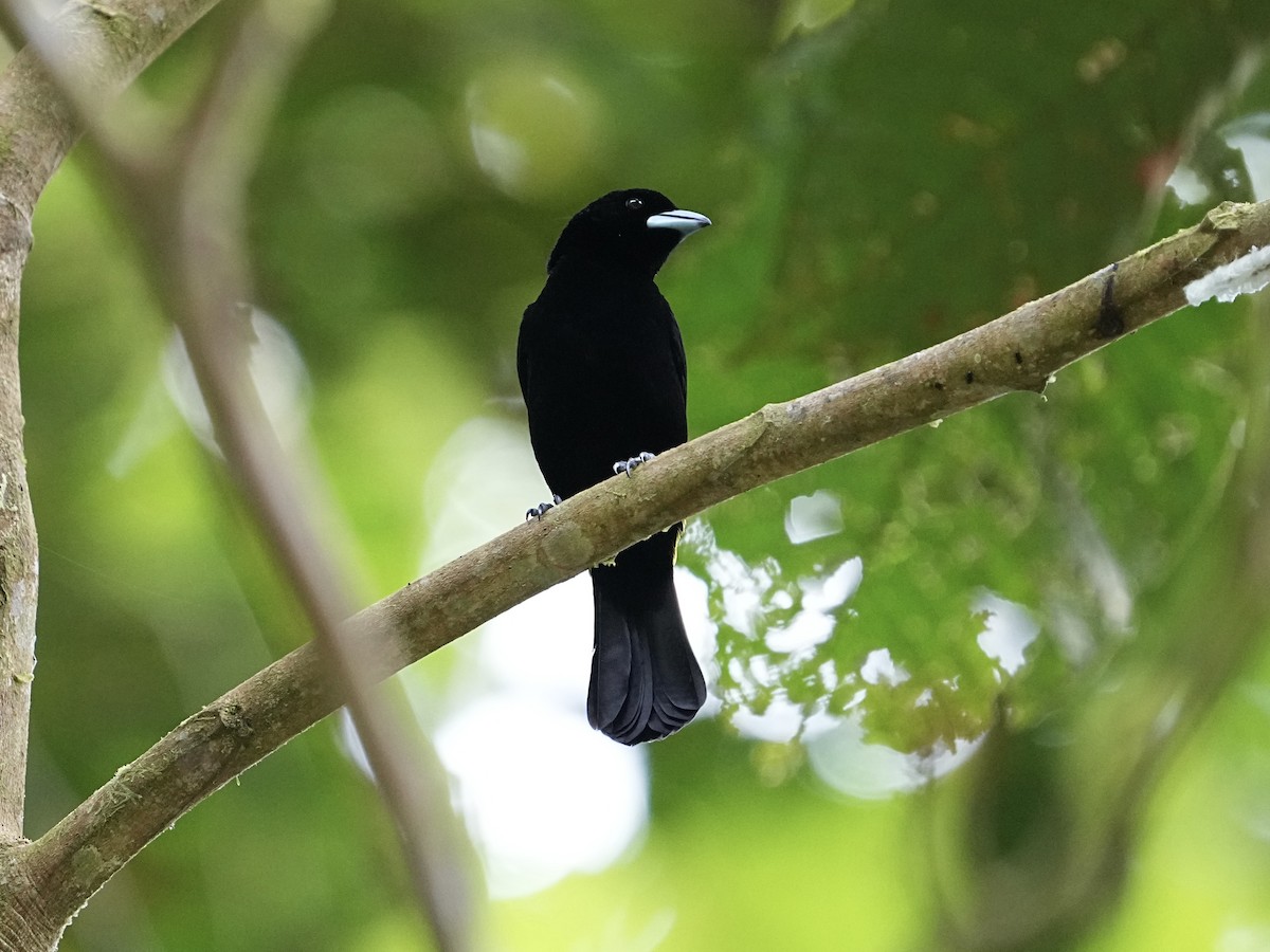 Flame-rumped Tanager (Lemon-rumped) - ML639081714