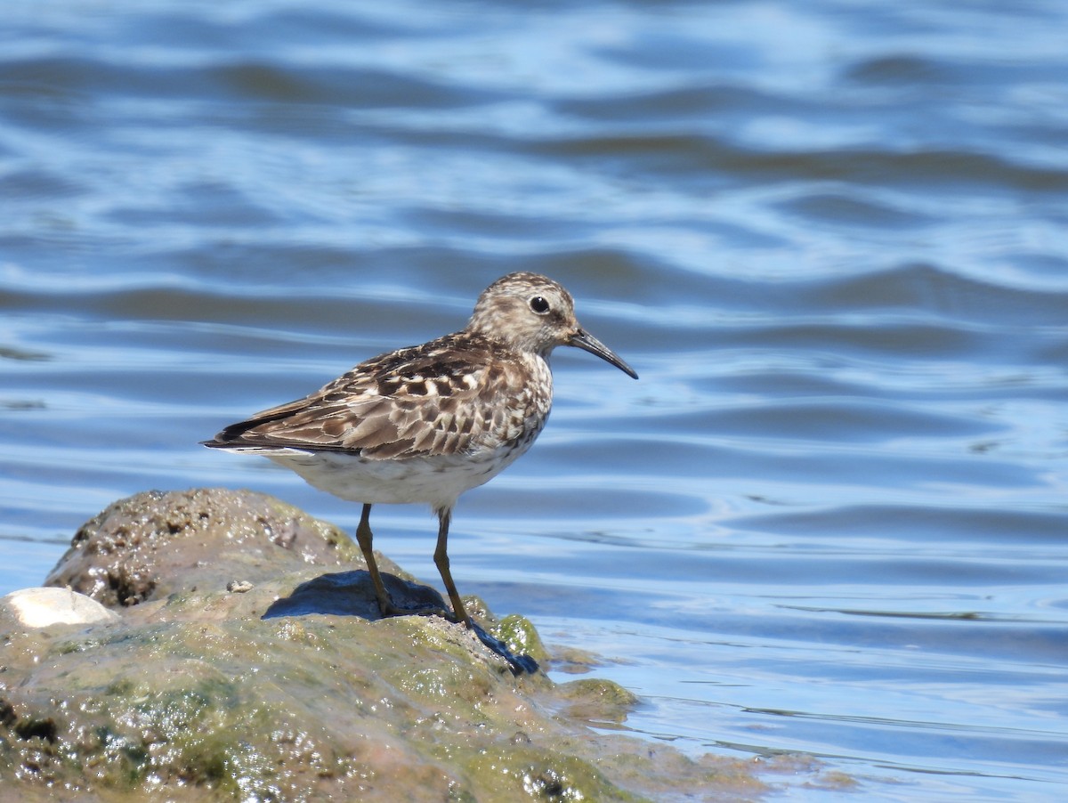 Least Sandpiper - ML639081715