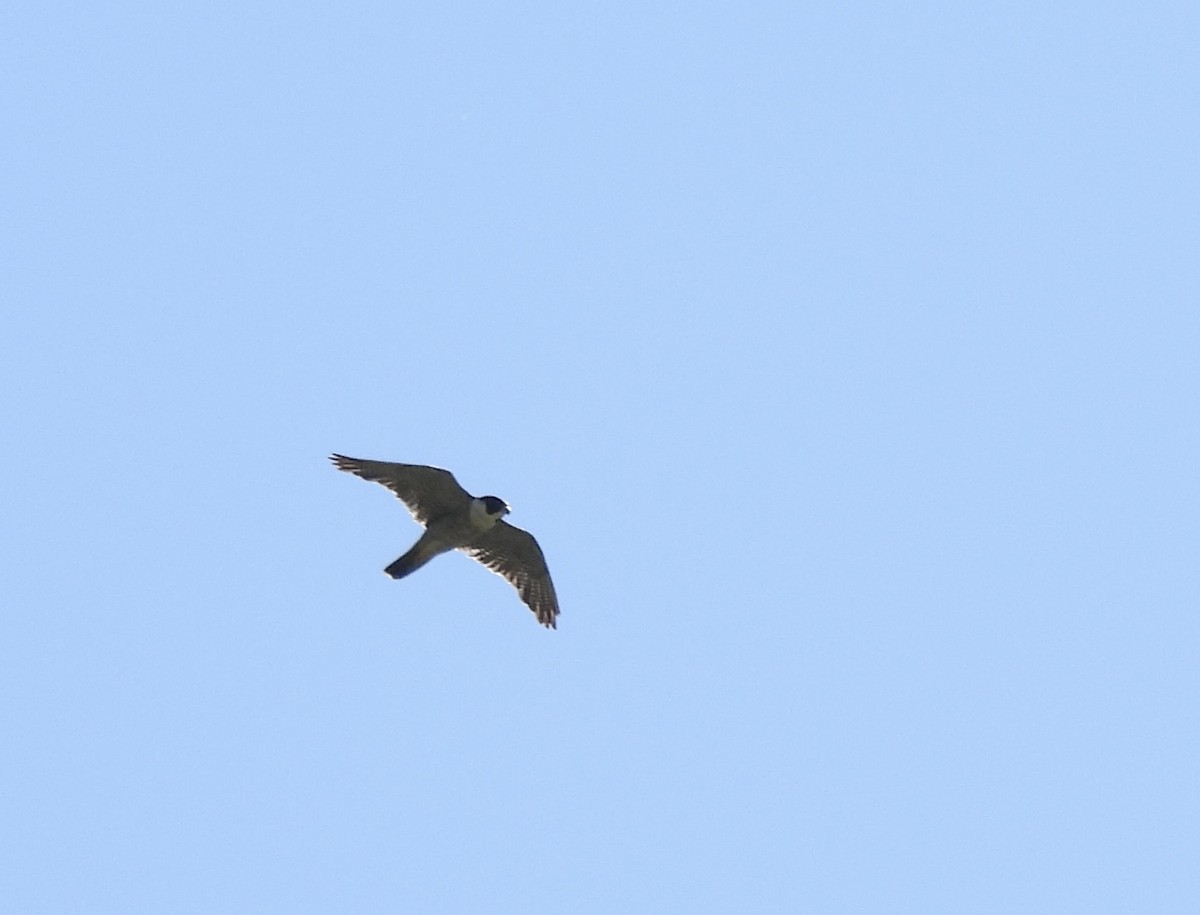 Peregrine Falcon - ML639081717