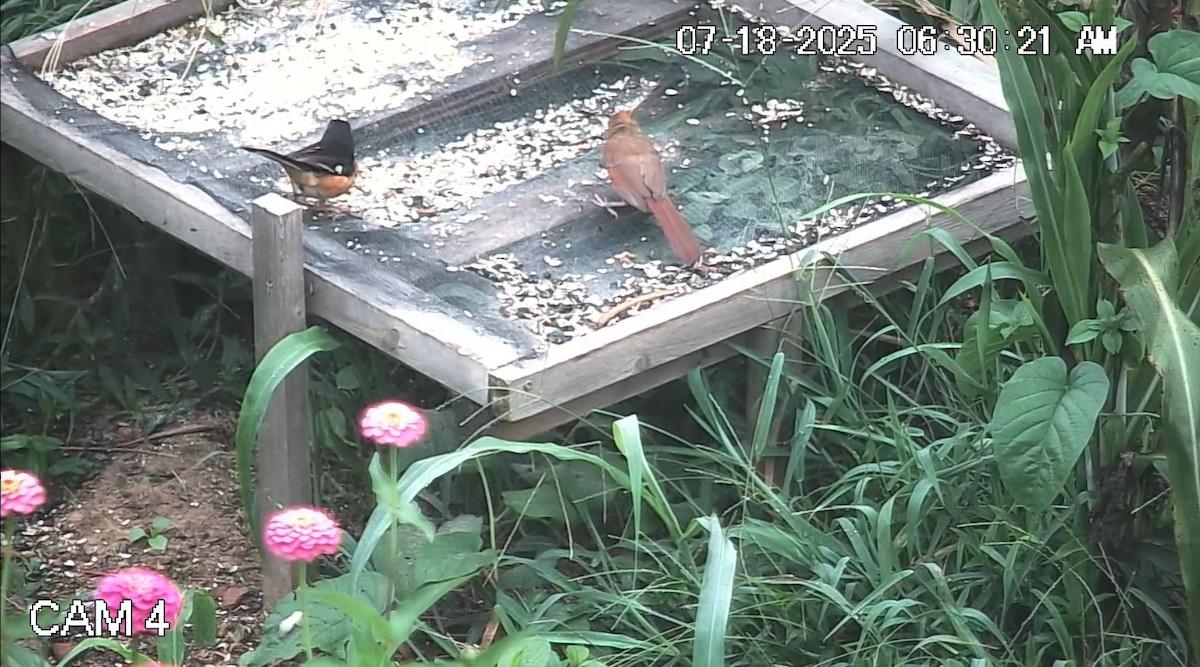 Eastern Towhee - ML639081719