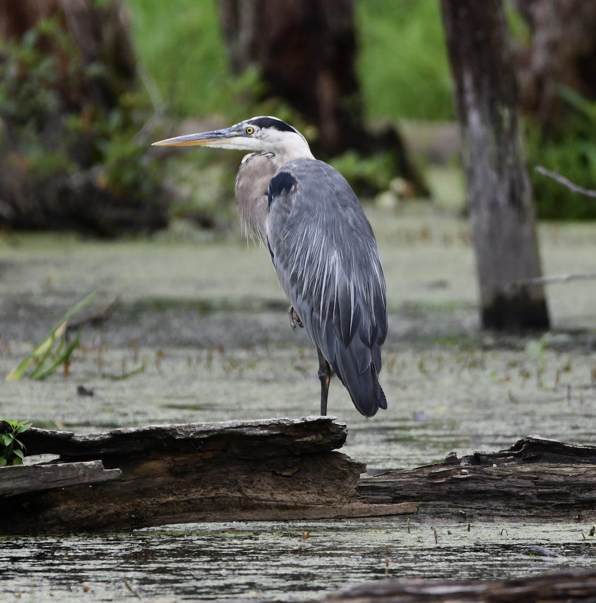 Great Blue Heron - ML639081720