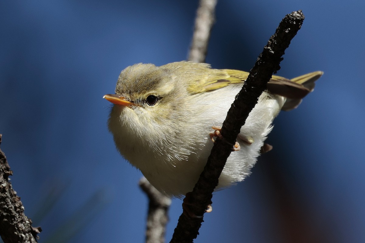 Western Crowned Warbler - ML639081721