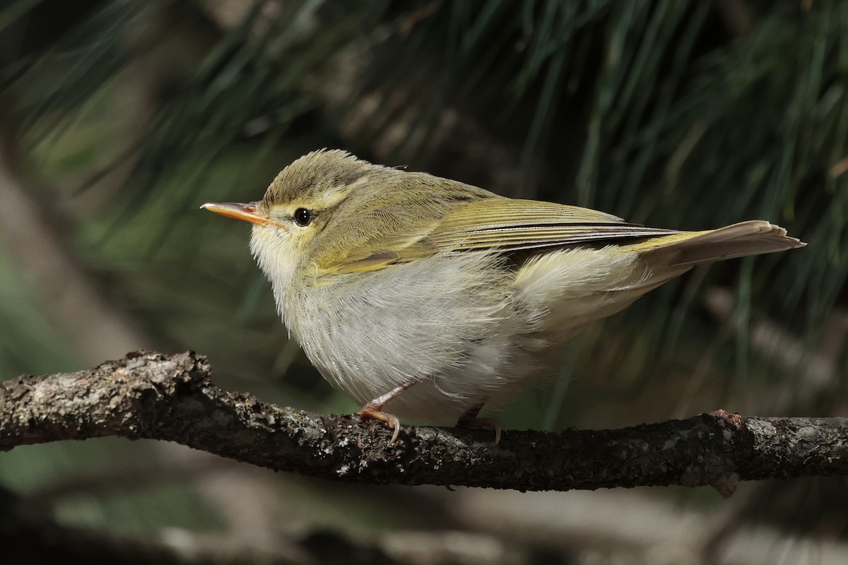 Western Crowned Warbler - ML639081722