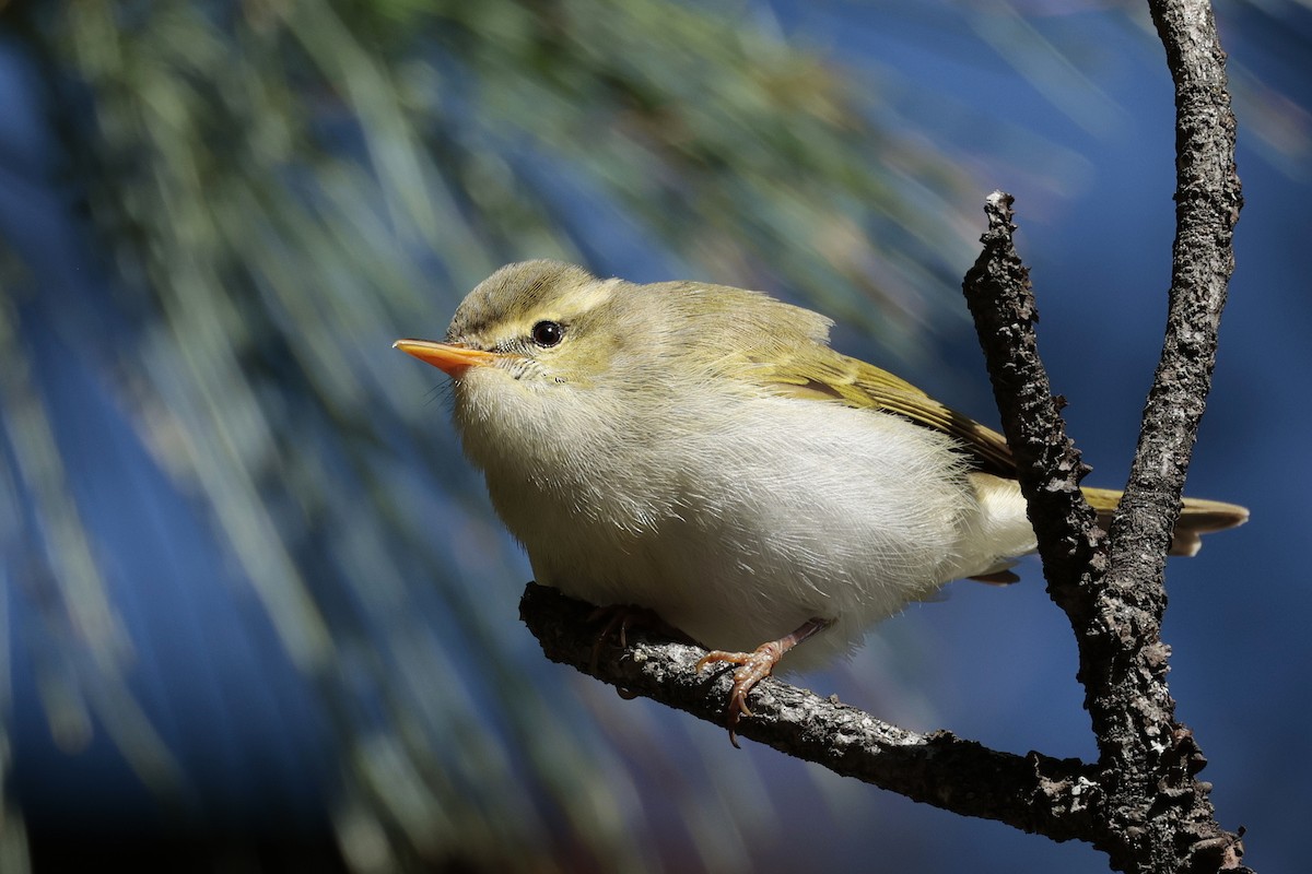 Western Crowned Warbler - ML639081723