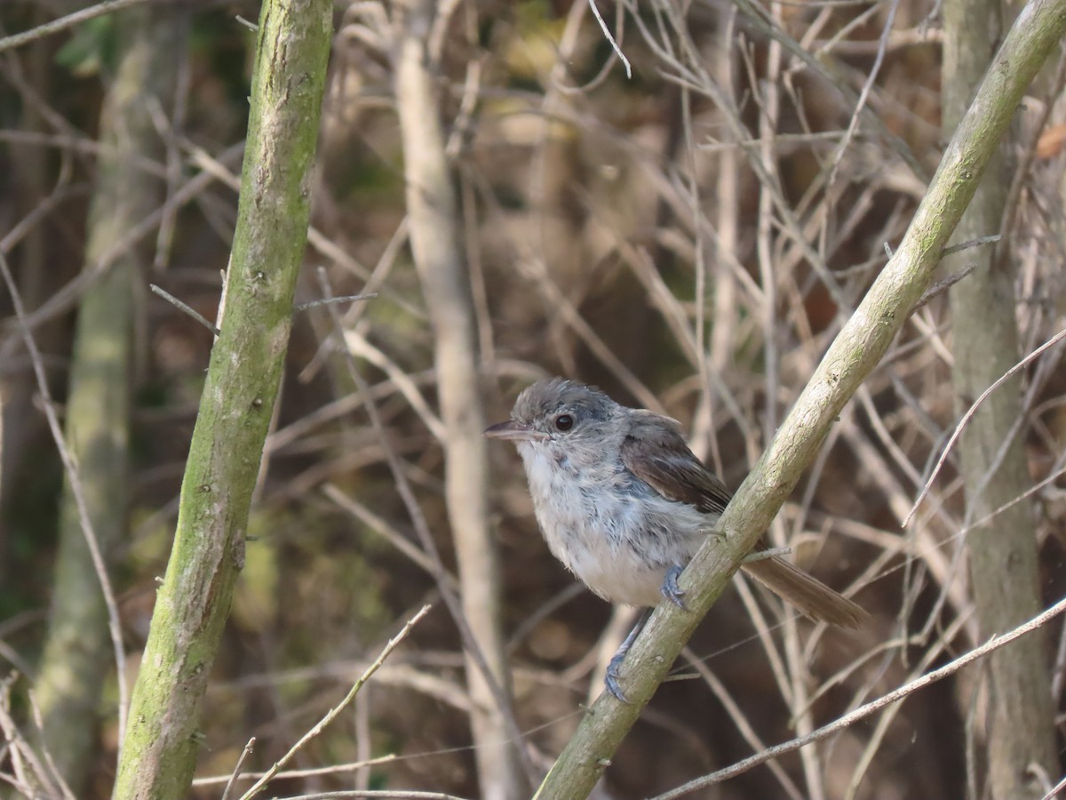 Bell's Vireo - ML639081725