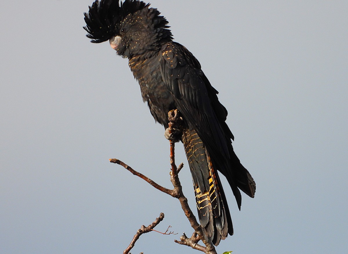Red-tailed Black-Cockatoo - ML639081727