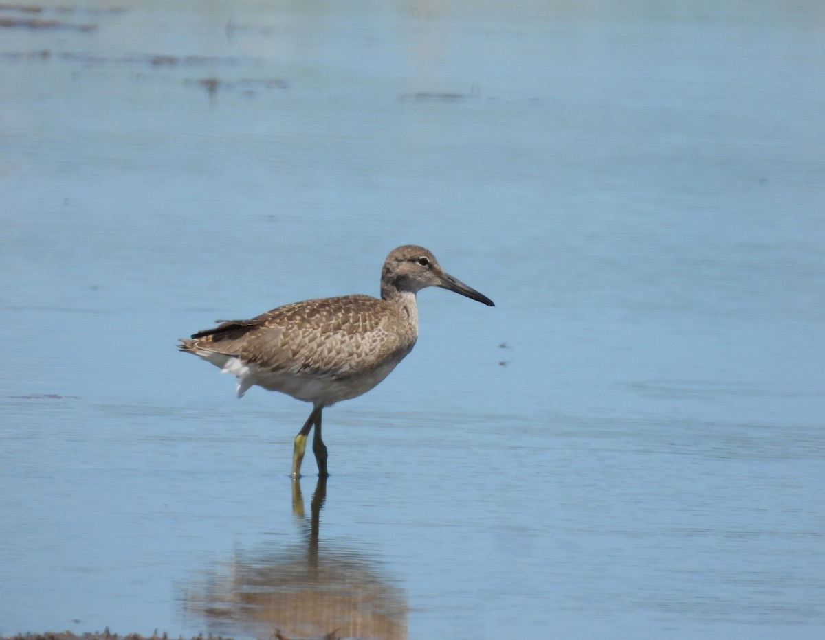 Willet - ML639081728