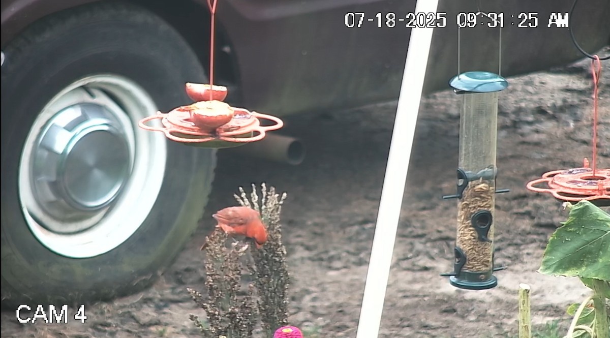 Northern Cardinal - ML639081729
