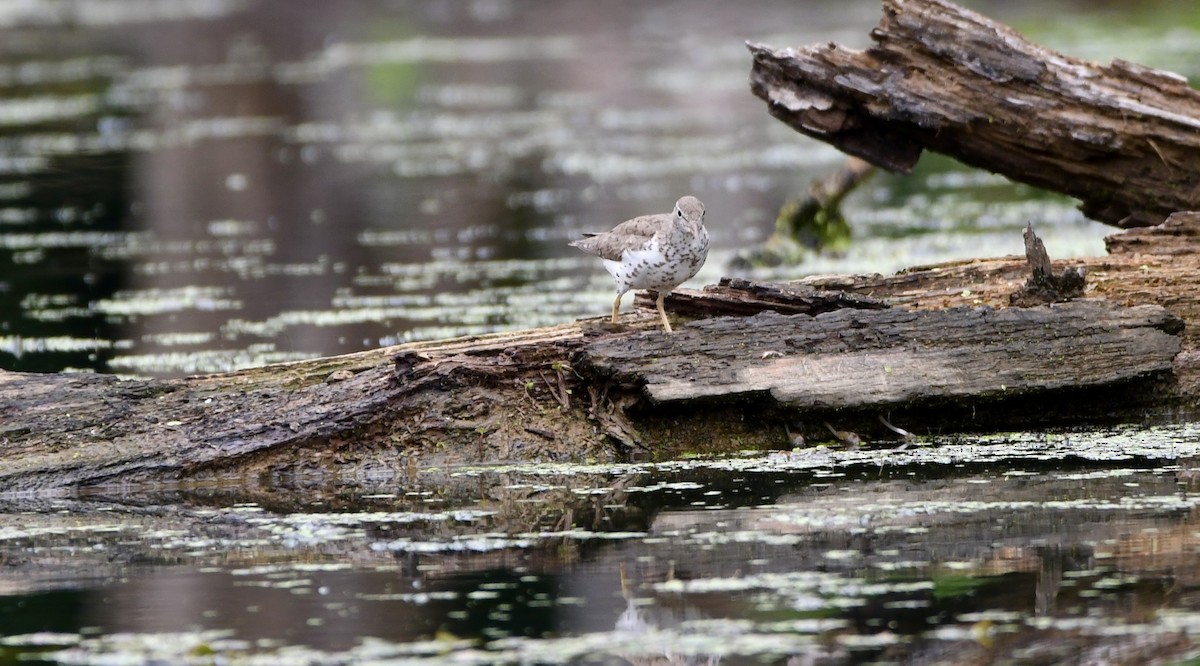 Spotted Sandpiper - ML639081733