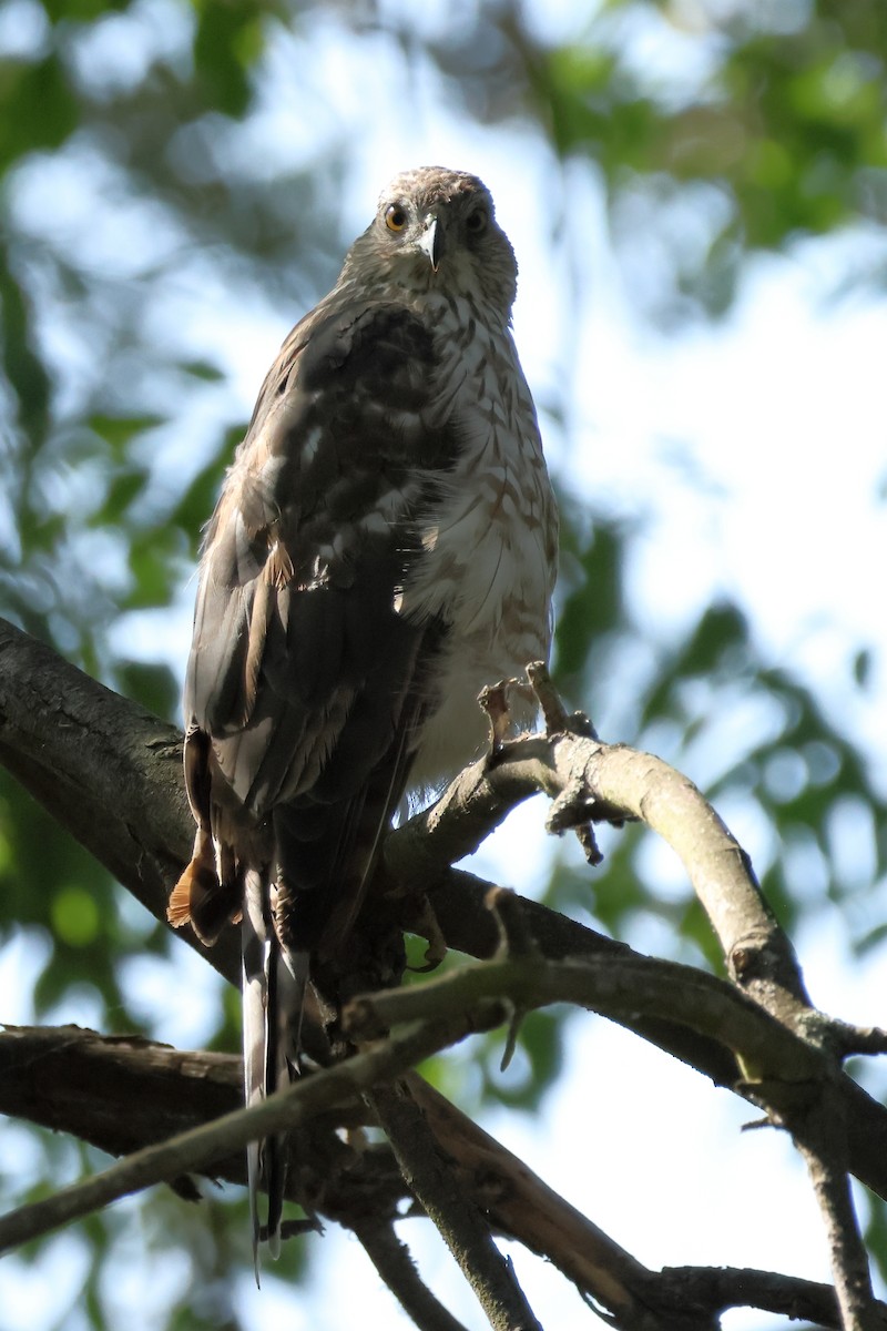 Cooper's Hawk - ML639081734