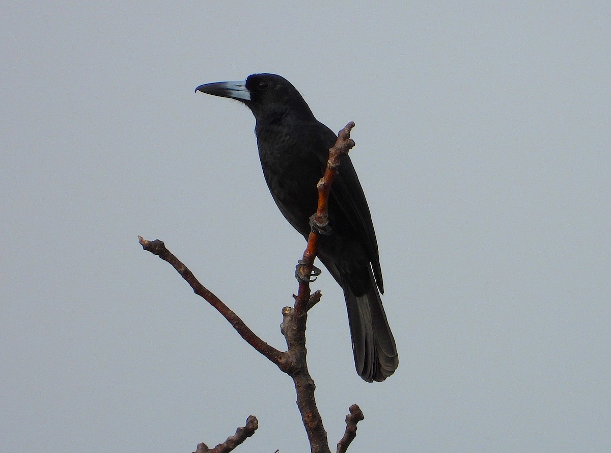 Black Butcherbird - ML639081777