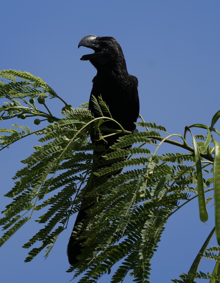 Smooth-billed Ani - ML639081808