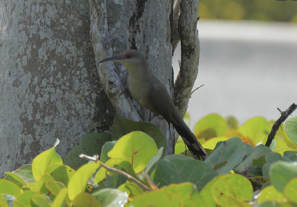 Hispaniolan Lizard-Cuckoo - ML639081818