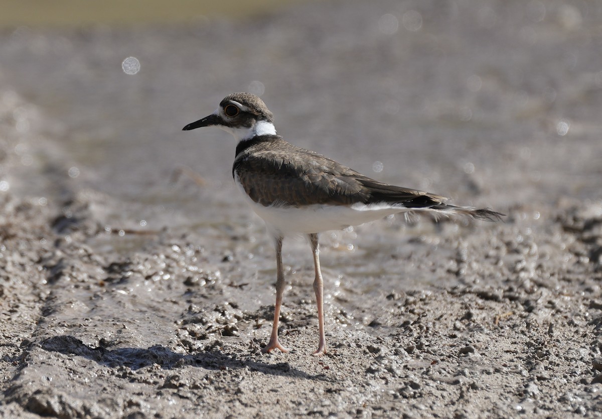 Killdeer - ML639081823