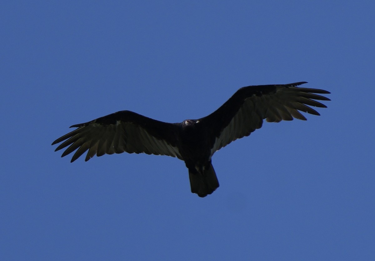 Turkey Vulture - ML639081830