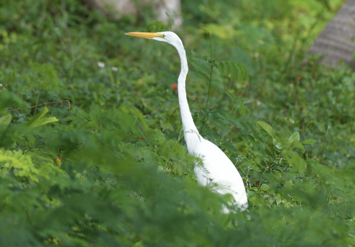 Great Egret - ML639081831