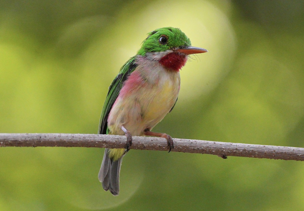 Broad-billed Tody - ML639081844