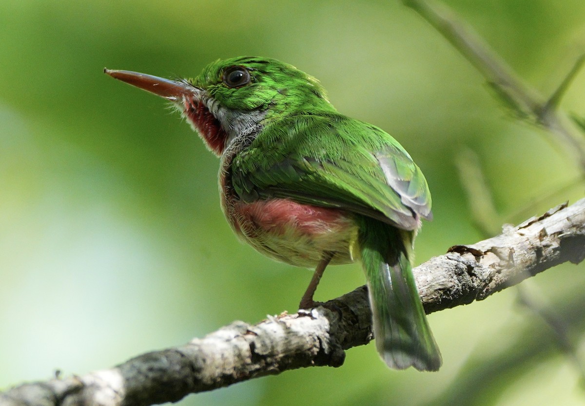 Broad-billed Tody - ML639081845