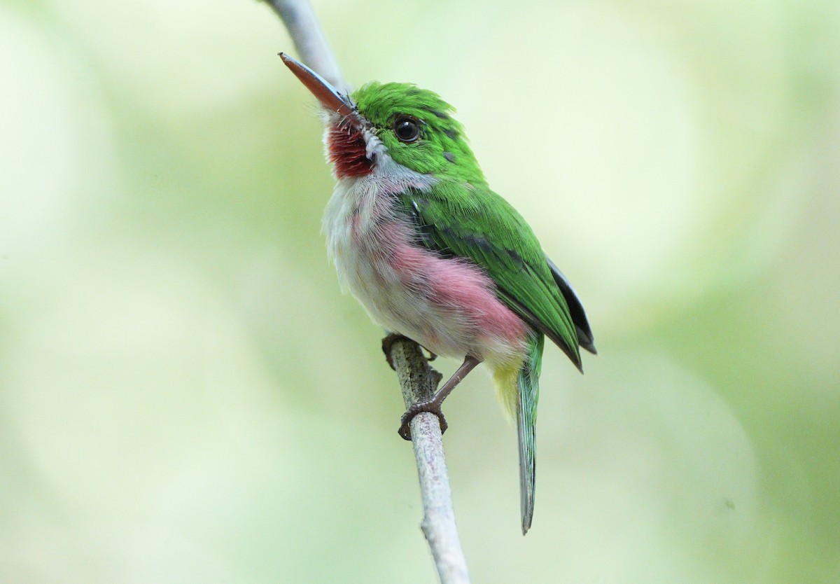 Broad-billed Tody - ML639081846