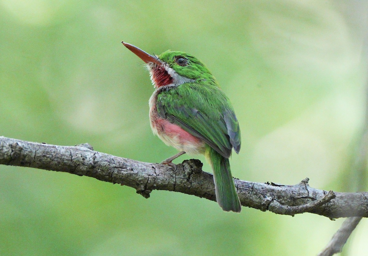 Broad-billed Tody - ML639081848