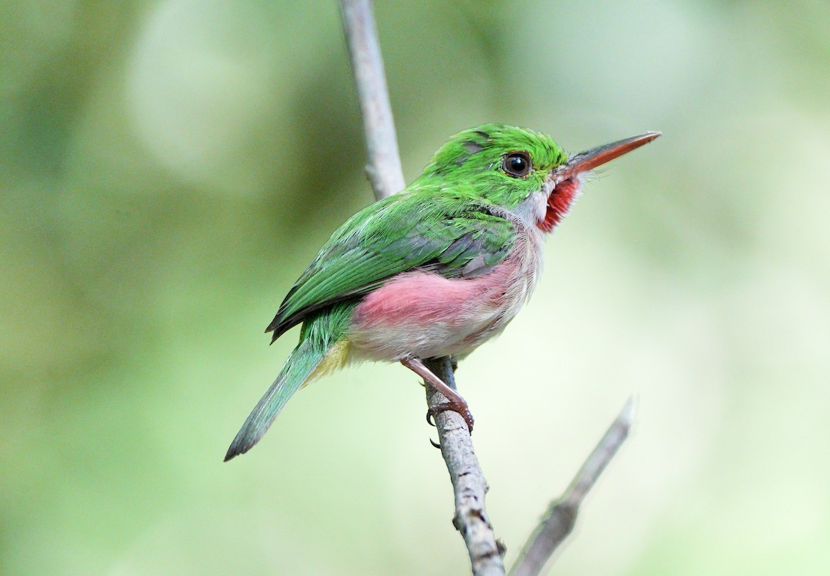 Broad-billed Tody - ML639081849
