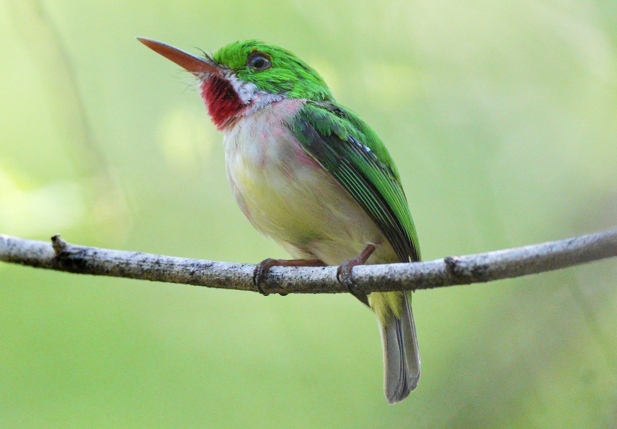 Broad-billed Tody - ML639081850
