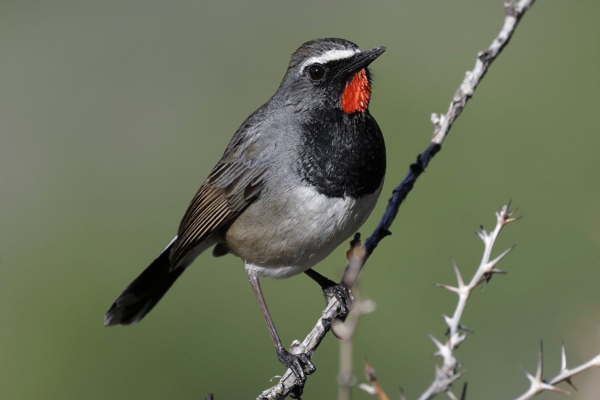 Himalayan Rubythroat - ML639081851