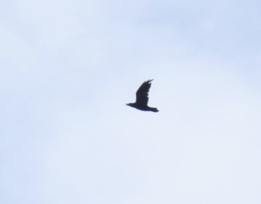Common Raven - ML639081854