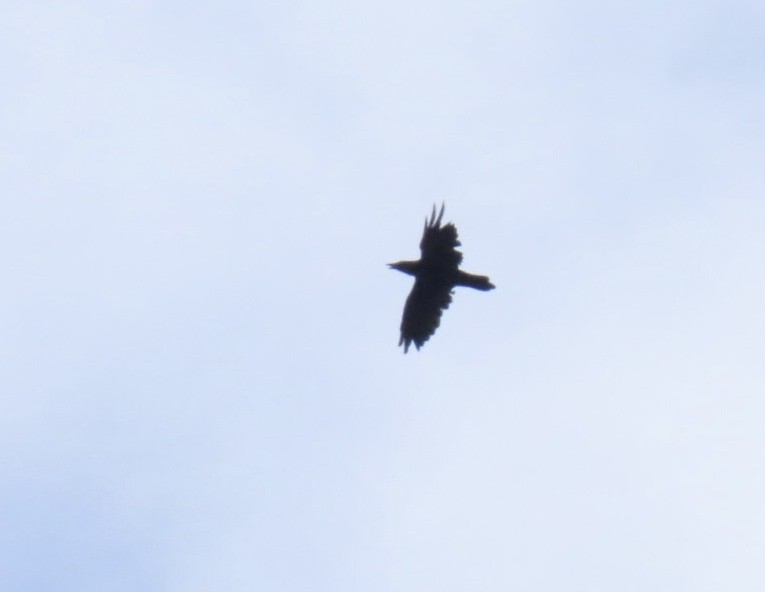 Common Raven - ML639081855