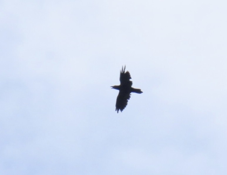 Common Raven - ML639081856