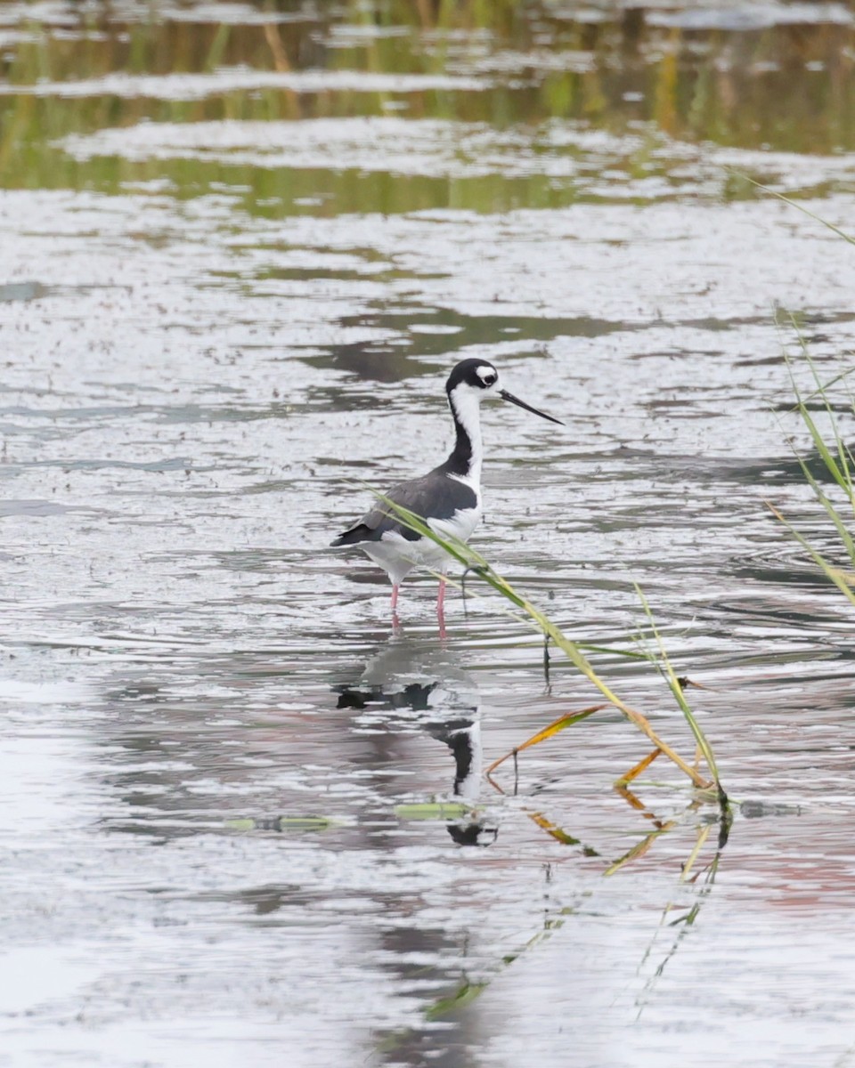 Black-necked Stilt - ML639081857