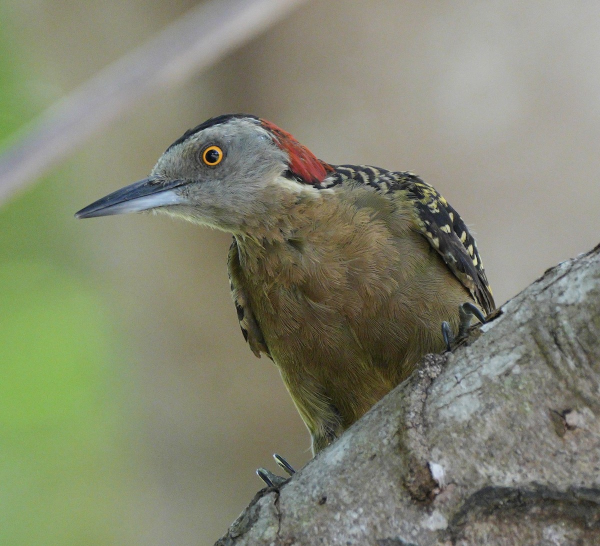 Hispaniolan Woodpecker - ML639081859