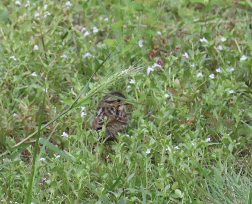 Song Sparrow (melodia/atlantica) - ML639081861