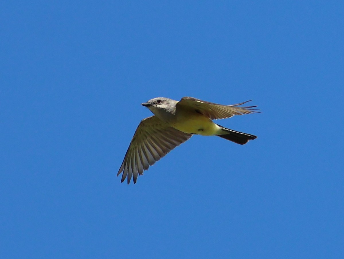 Western Kingbird - ML639081862